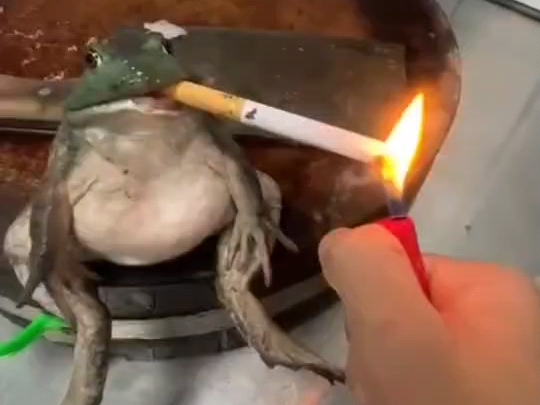 早期青蛙抽烟看完不笑你吃这个