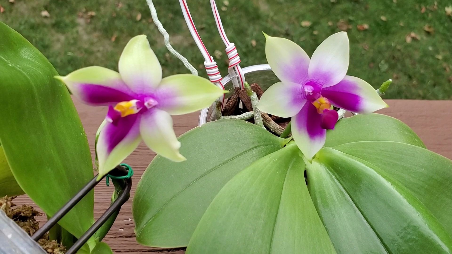 蝴蝶兰贝莉娜"红苹果" phalaenopsis bellina red apple