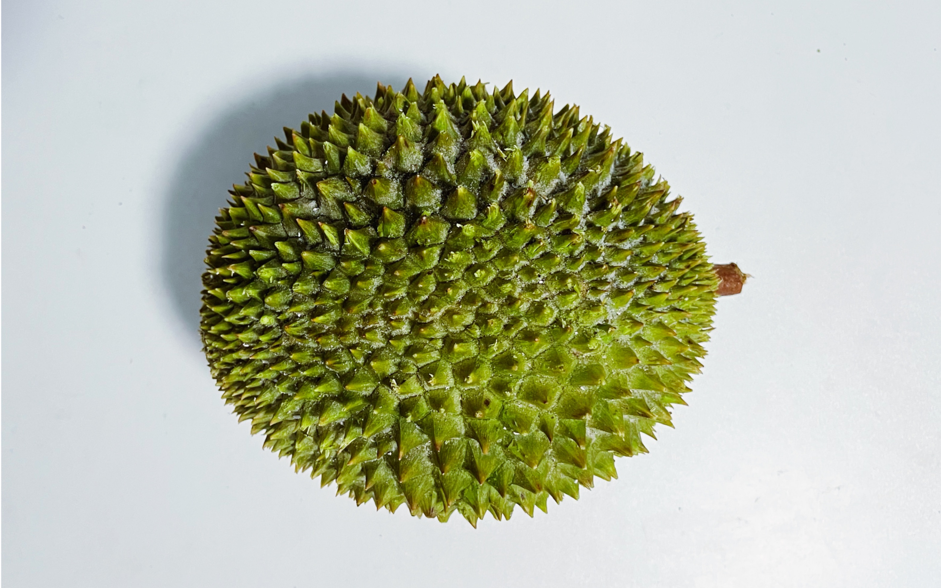 [ 榴莲盲盒no.101 | 红虾d175 ]槟城红虾了解一下