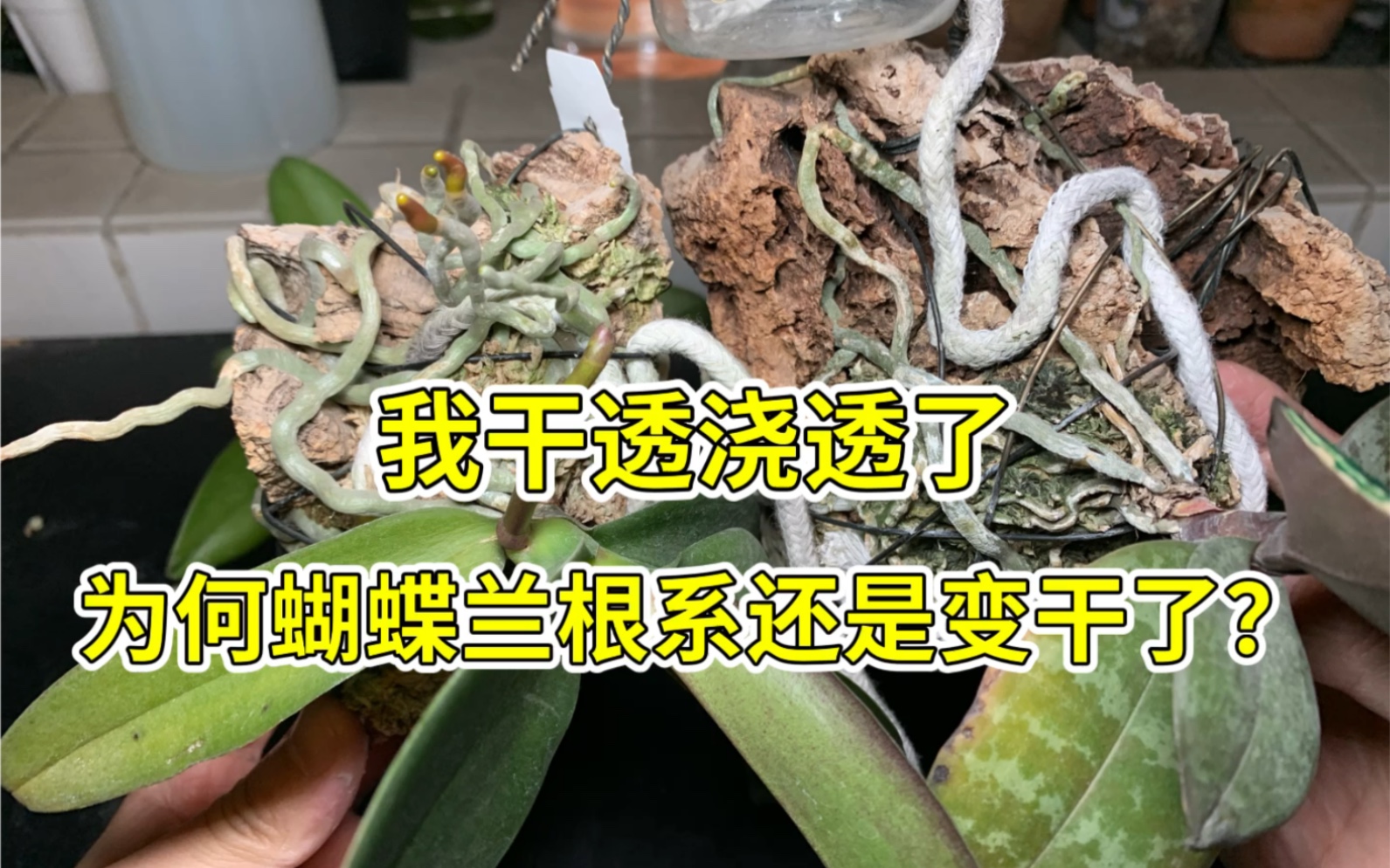 [图]我干透浇透了，为什么蝴蝶兰根系还是变干了？