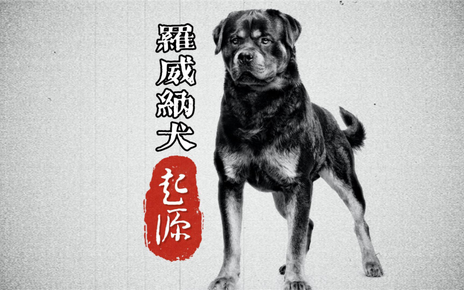 护卫犬三剑客|“屠夫”罗威纳犬的起源哔哩哔哩bilibili