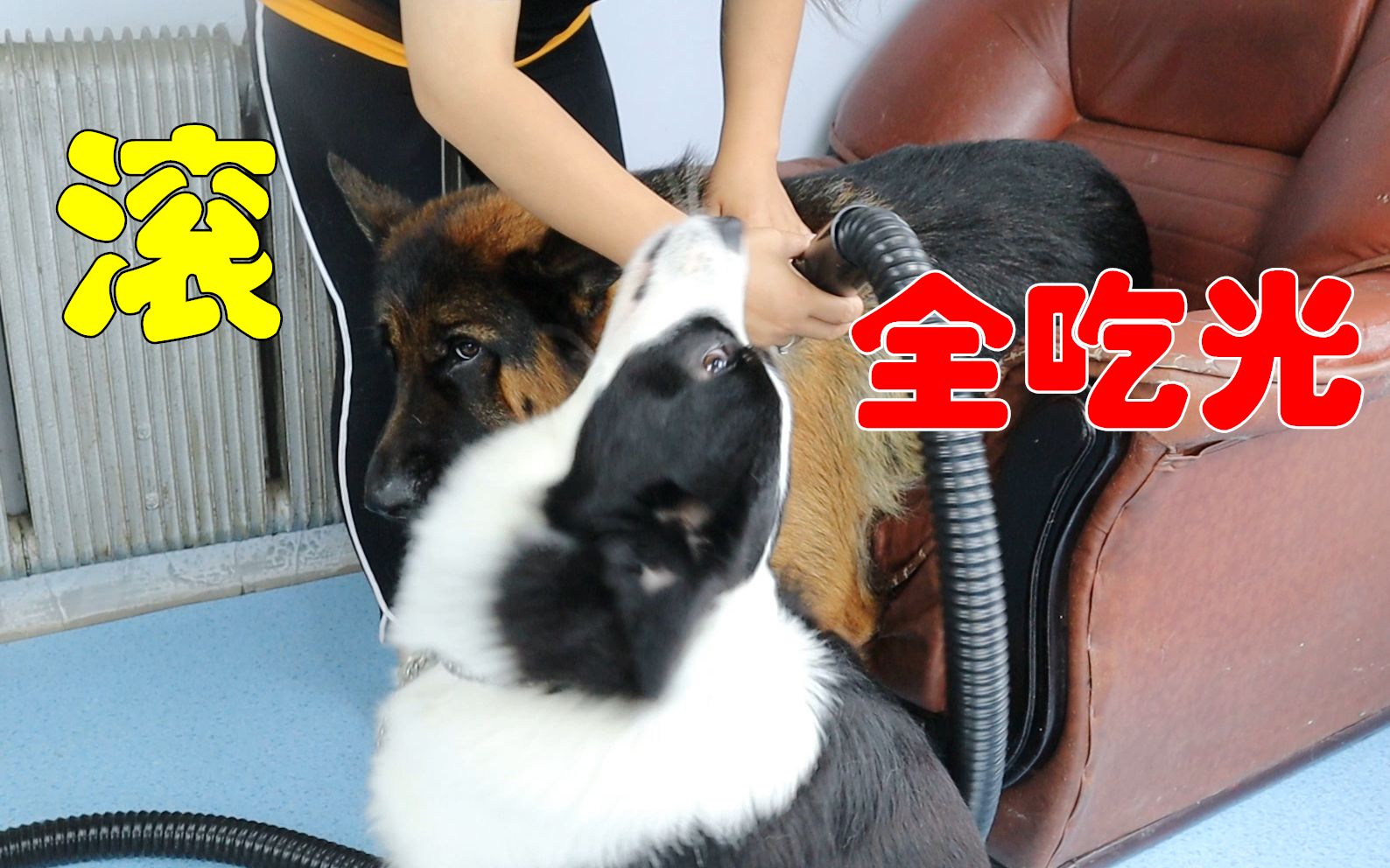 你家狗子吃风吗,我家边牧是个吃风少年,这可怎么办