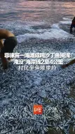 Télécharger la video: 菲律宾一海滩成吨沙丁鱼搁浅，