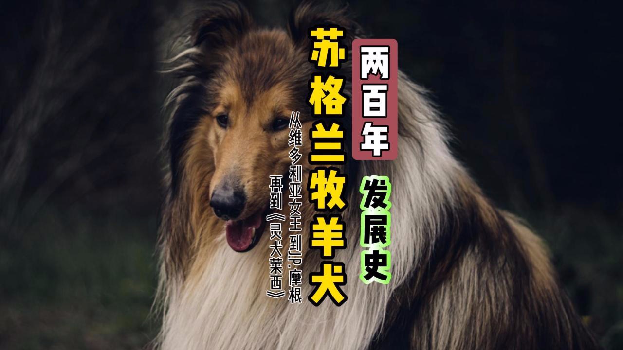 苏牧200年:从维多利亚女王到JP摩根,再到《灵犬莱西》| 不容错过的【狗狗大历史】哔哩哔哩bilibili