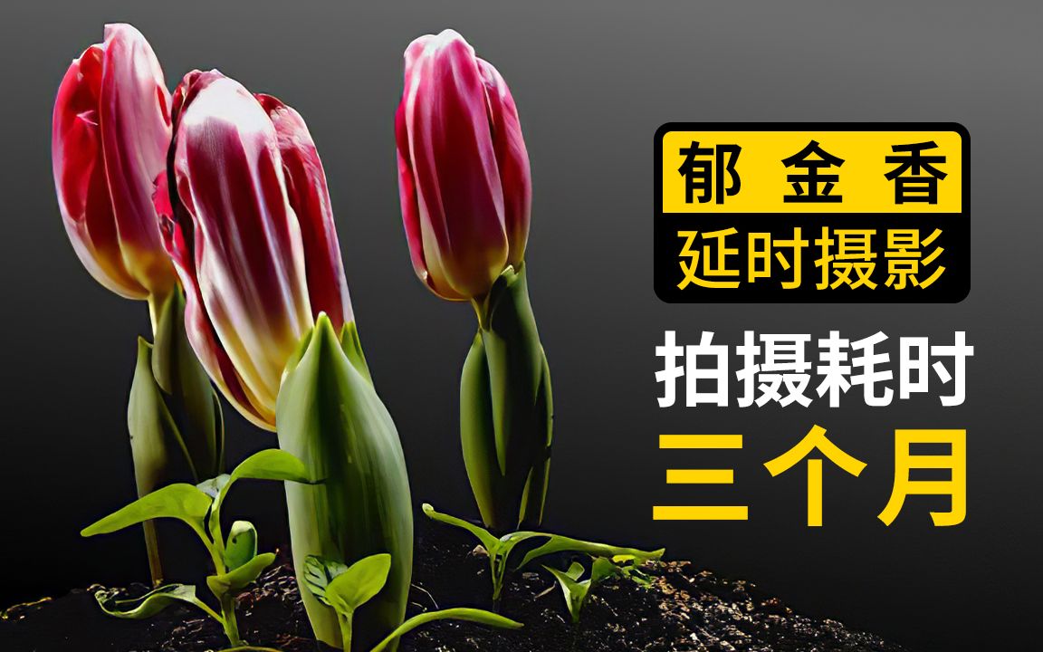 [图]【延时摄影】3个月看完郁金香发芽花开花落的一生！