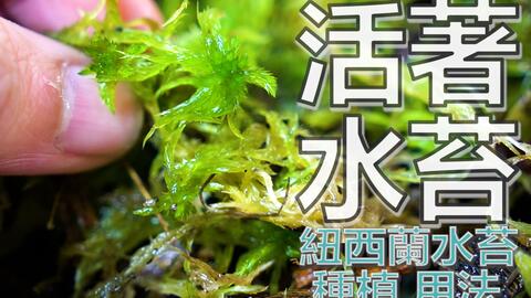 一般買到的都是乾燥水苔 今天來種植活水苔 哔哩哔哩 Bilibili