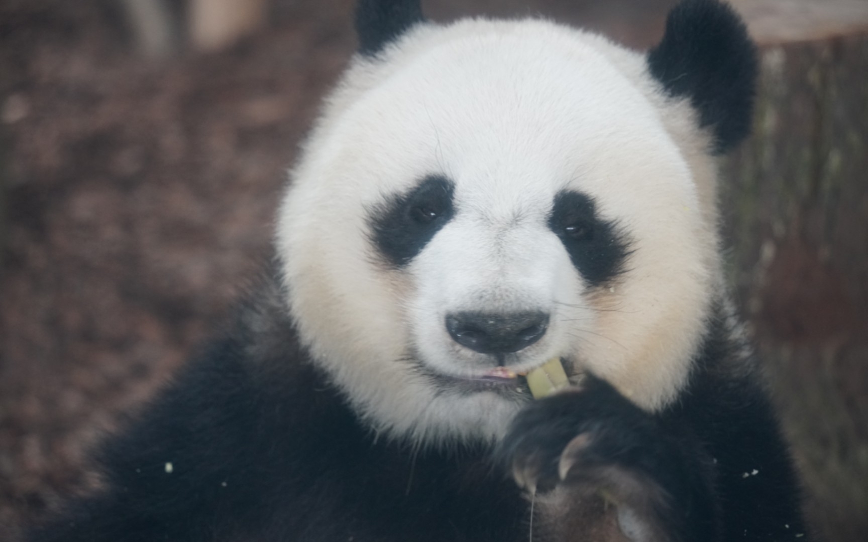 【大熊猫莉莉】伟大的莉莉妈妈,曾经也是中韩建交的大使,充满传奇的