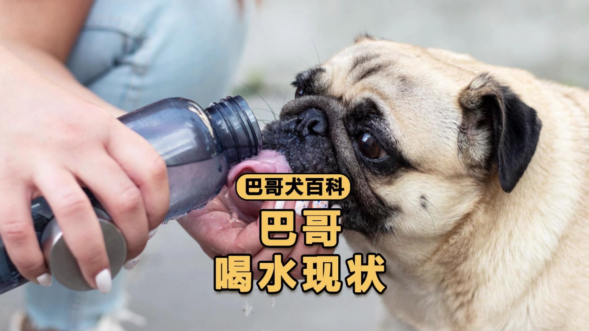 巴哥喝水现状,喝一半洒一半!