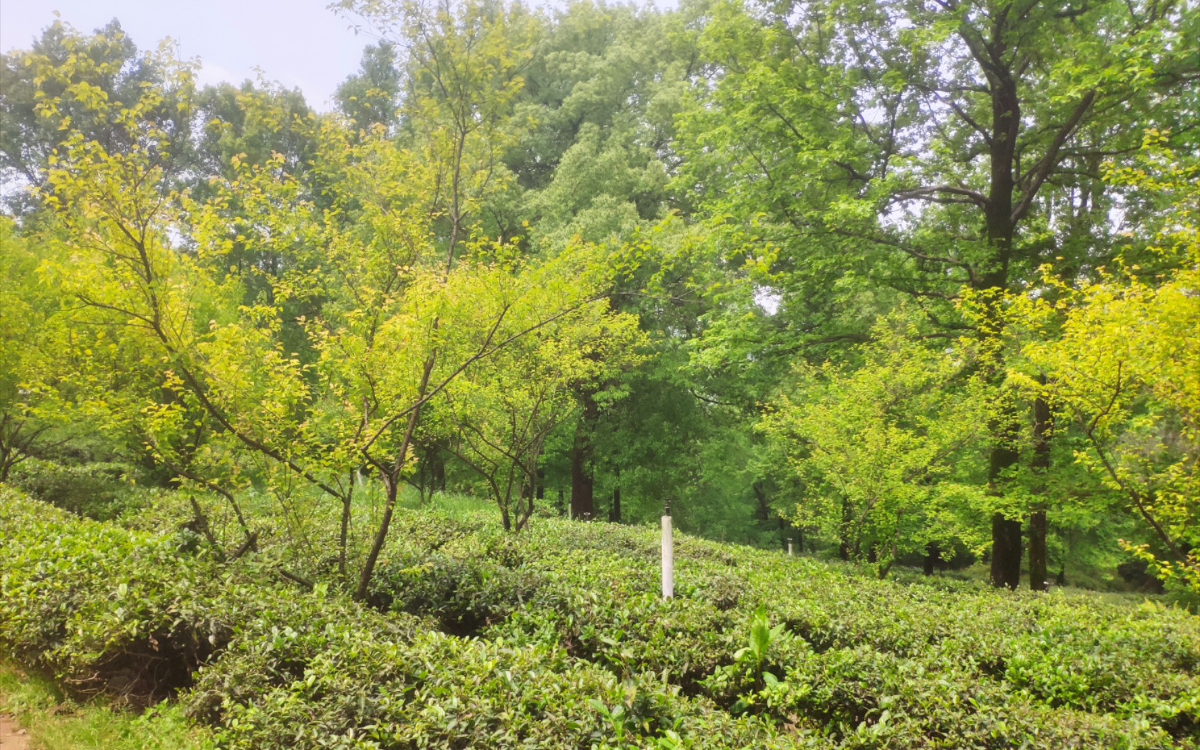 【岳麓山野爬】岳麓山南门关闭可以这样爬,从湖南大学校区内下山!哔哩哔哩bilibili