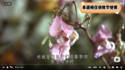 凤仙花传播种子的方法哔哩哔哩bilibili