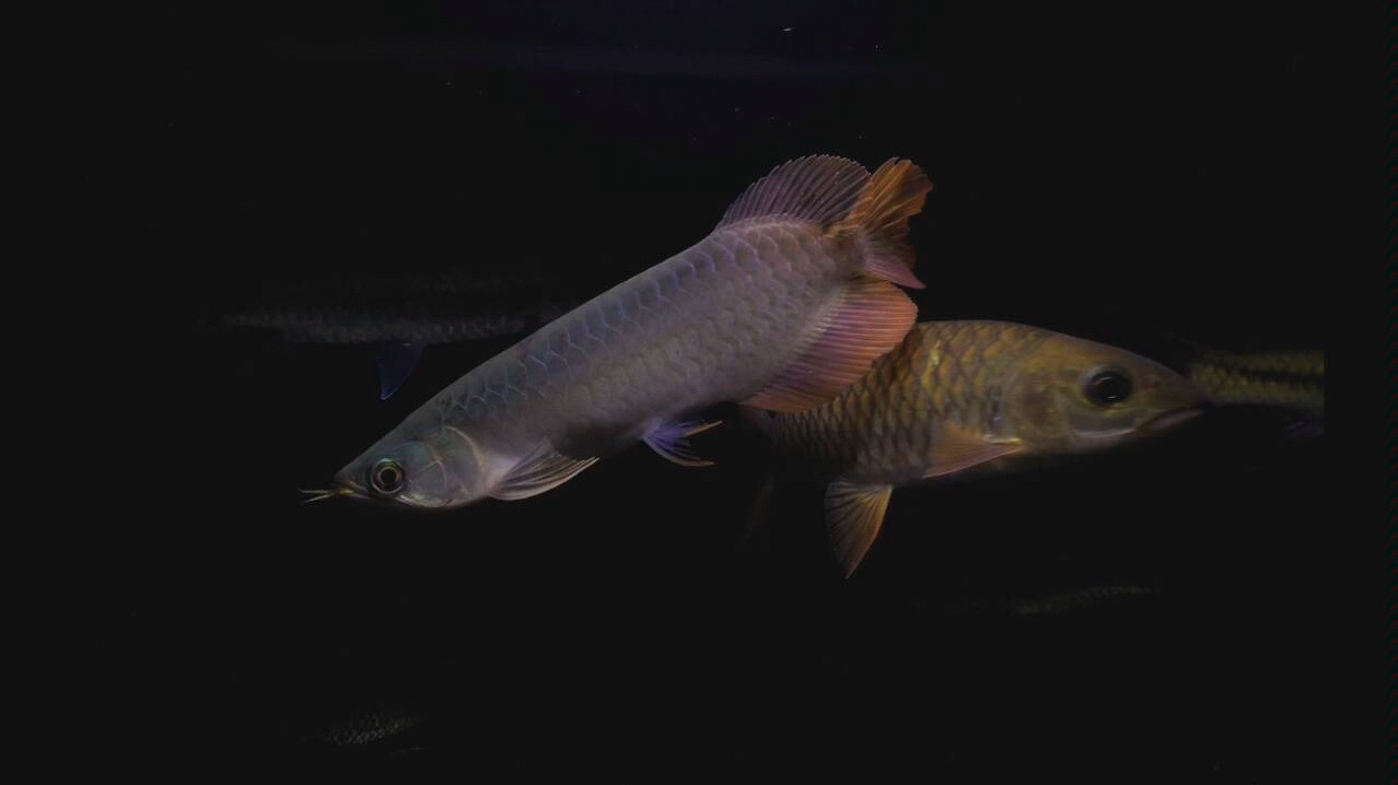 阳光下的吉罗鱼哥拉巴拉红吉罗