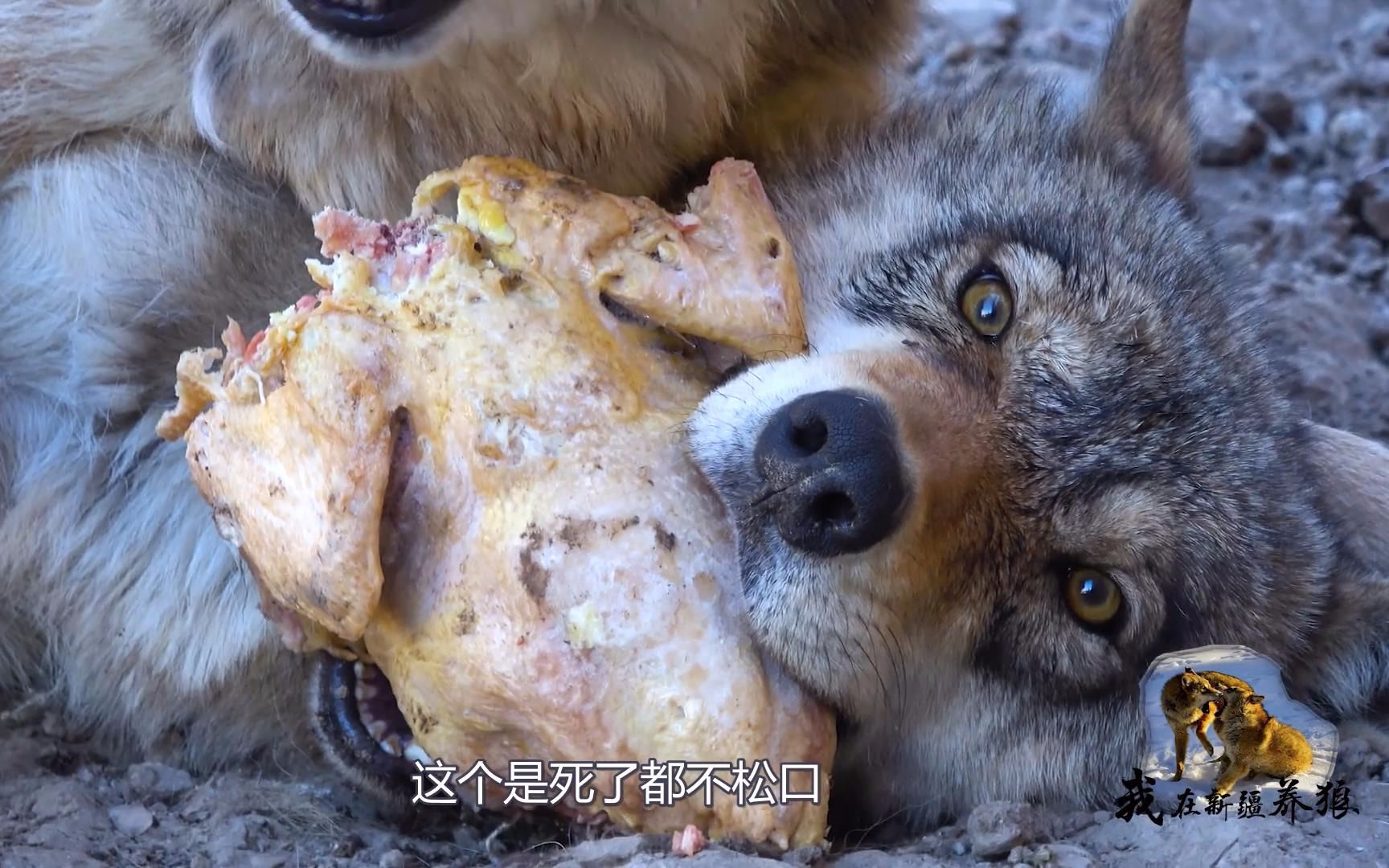 [图]跳跳食物被抢名场面：狼王惹不起，肉肉不放弃，坚持坚持我还行