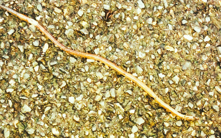 【沈阳风景】雨后北陵的大蚯蚓