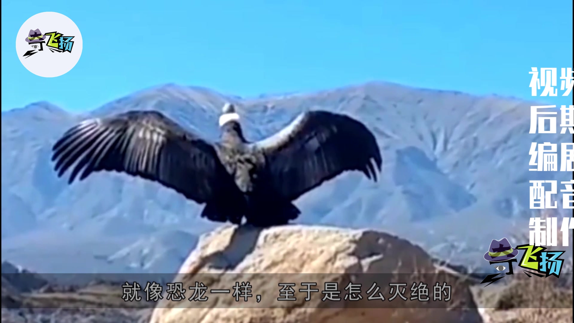 这种史前阿根廷巨鹰,展开双翅膀长达7米!能轻松将人抓起!_哔哩哔哩_bilibili