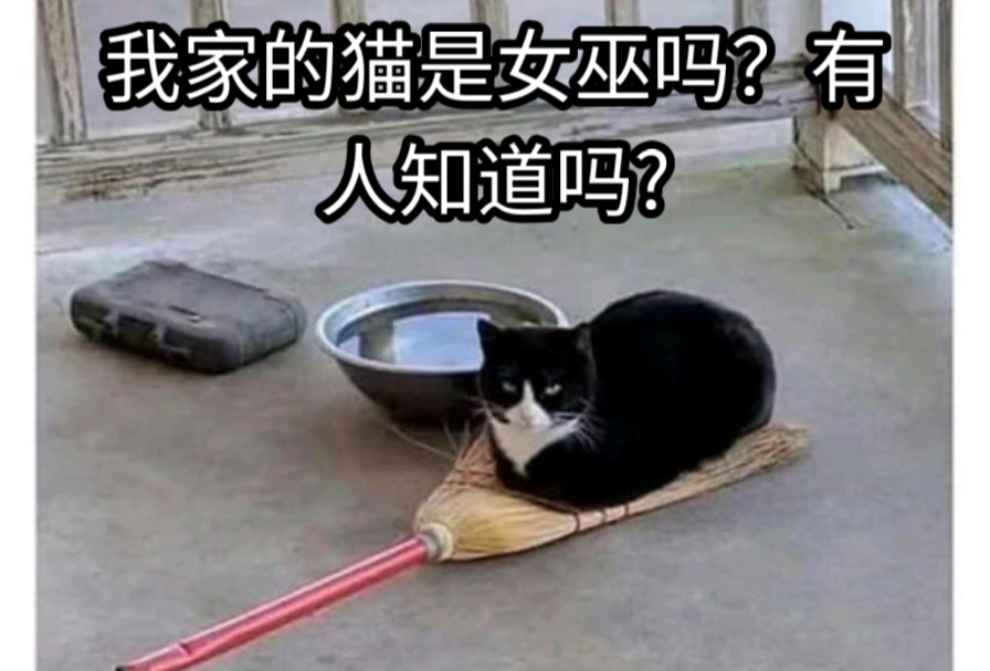 我家的猫是女巫吗?有人知道吗...?哔哩哔哩bilibili