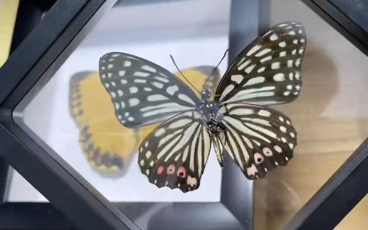 【标本制作】黑脉蛱蝶蛱蝶科脉蛱蝶属的一种蝴蝶,幼虫期因发生量较大