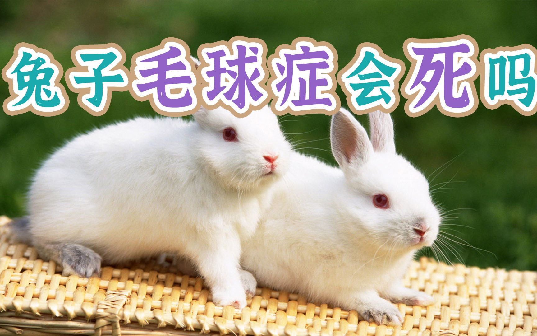 兔子毛球症会死吗