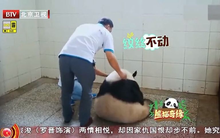 [图]熊猫奇缘：初当妈妈的熊猫太可爱了，抱着崽崽纹丝不动，像个玩偶