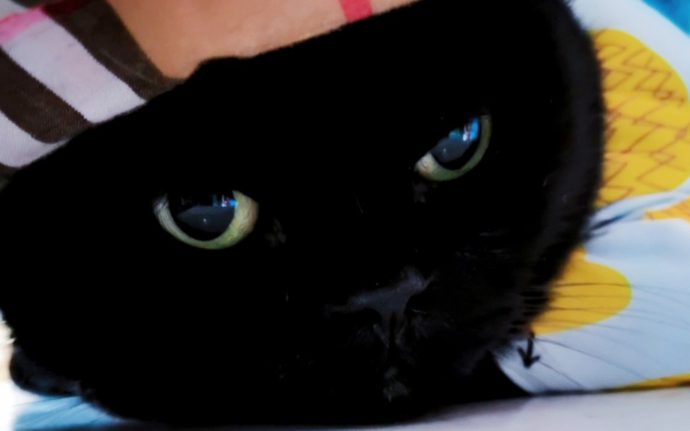 千岁岁被抢走了哭了