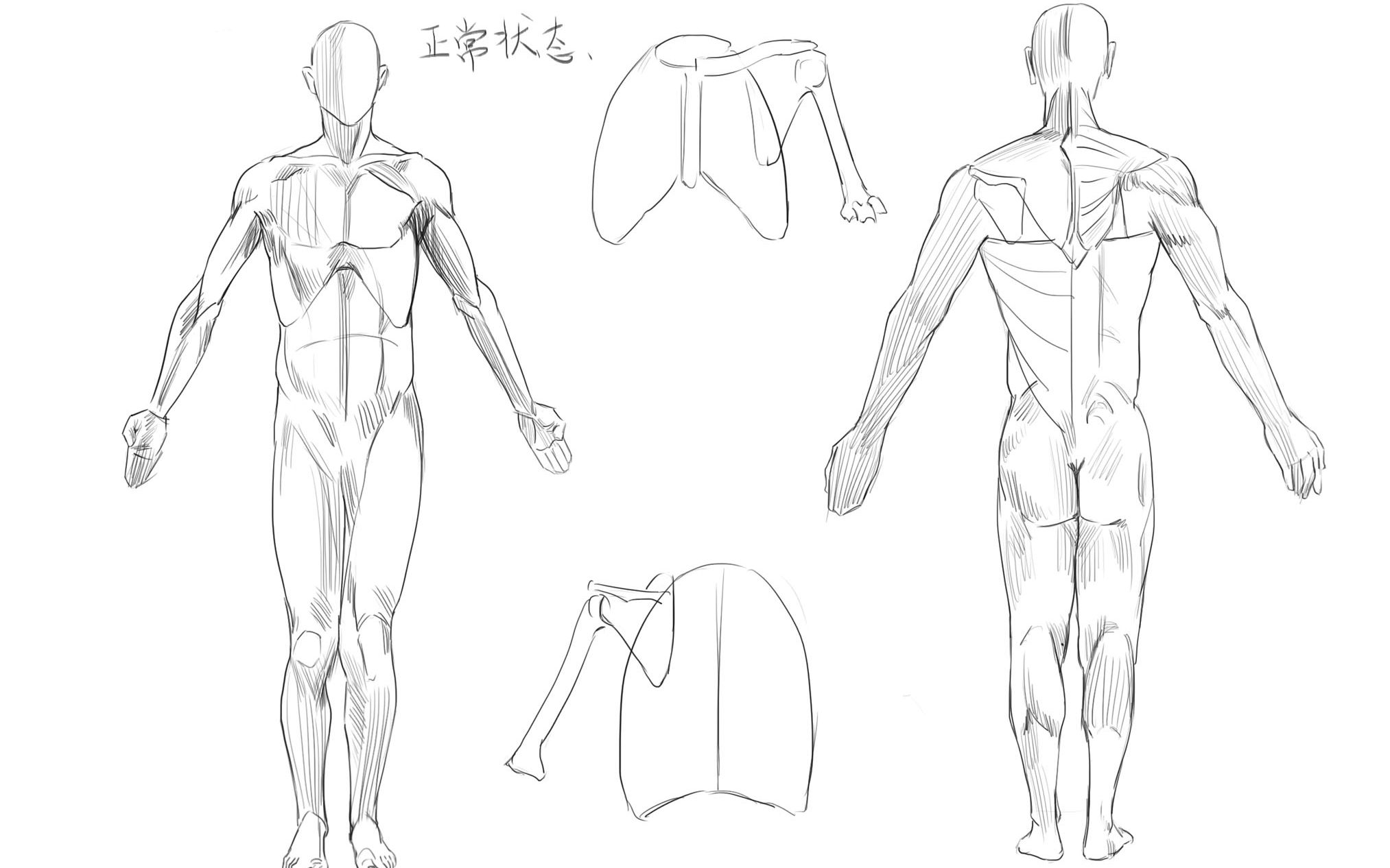 [图]【老老实实学人体】临摹《理解人体形态》（手臂抬起2）