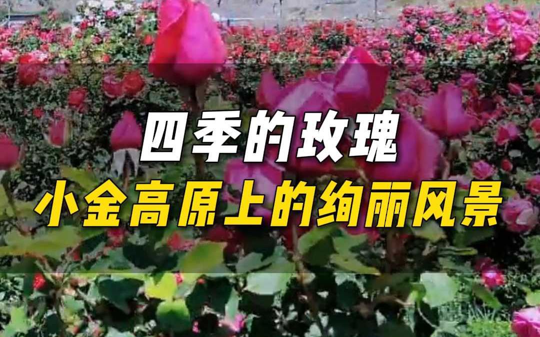 小金高原上的绚丽风景哔哩哔哩bilibili