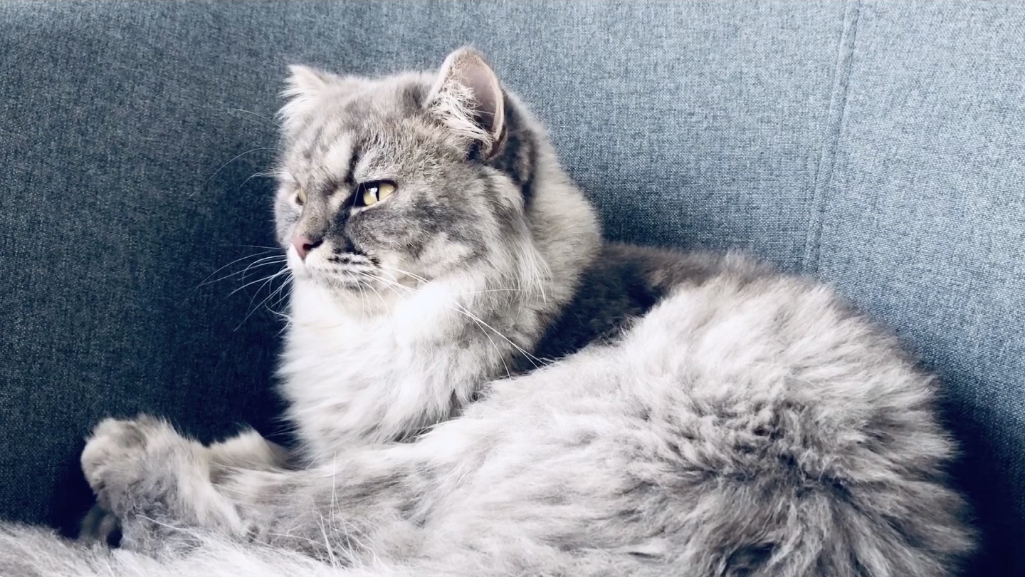 西森 西伯利亚森林猫