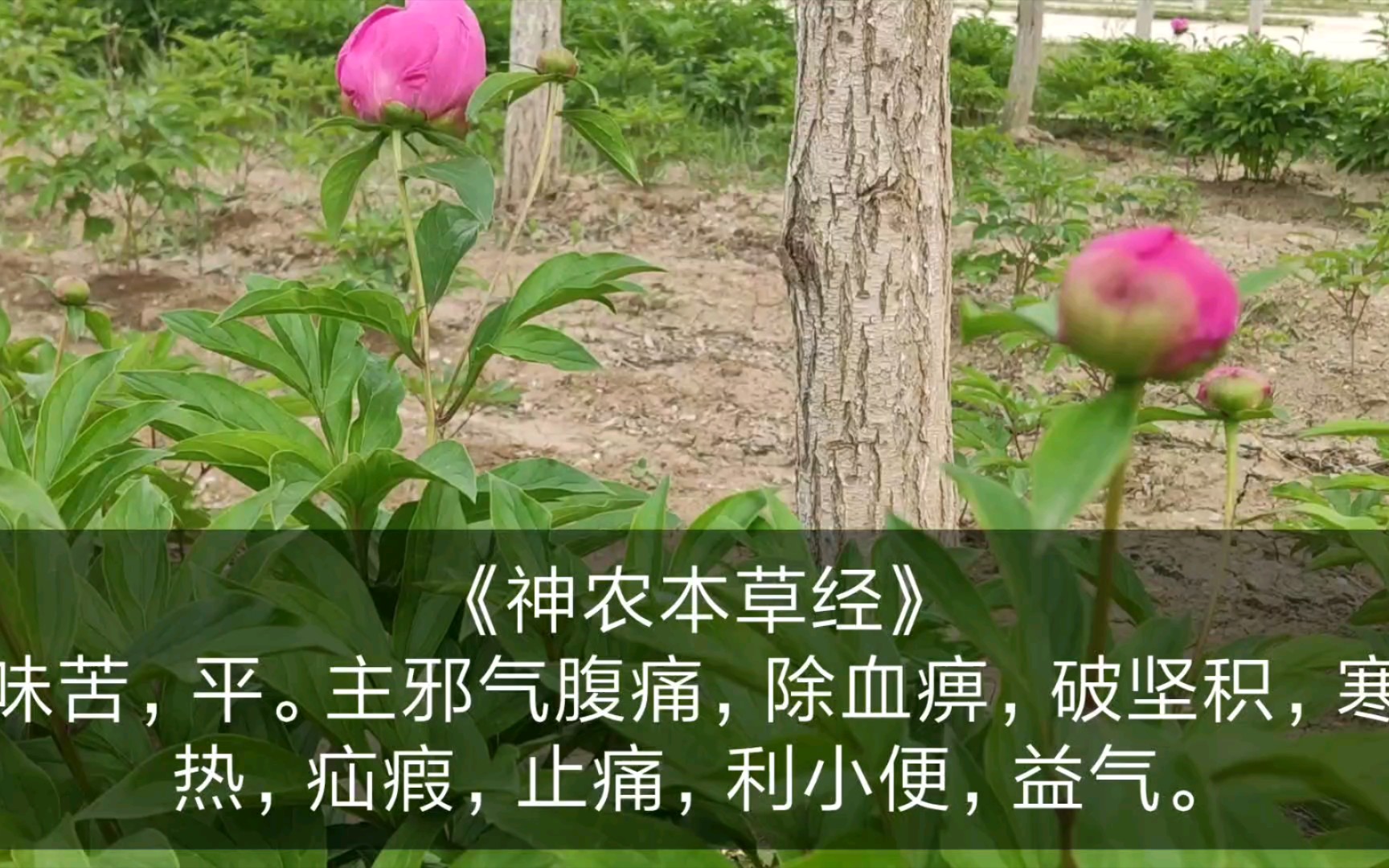 [图]【遇见本草】：芍药