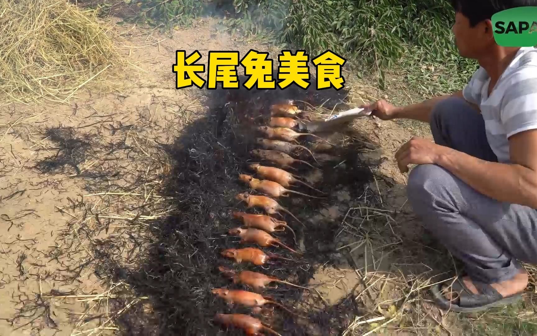 越南老表在田埂找美食,长尾兔又大又肥,实在是太下饭了
