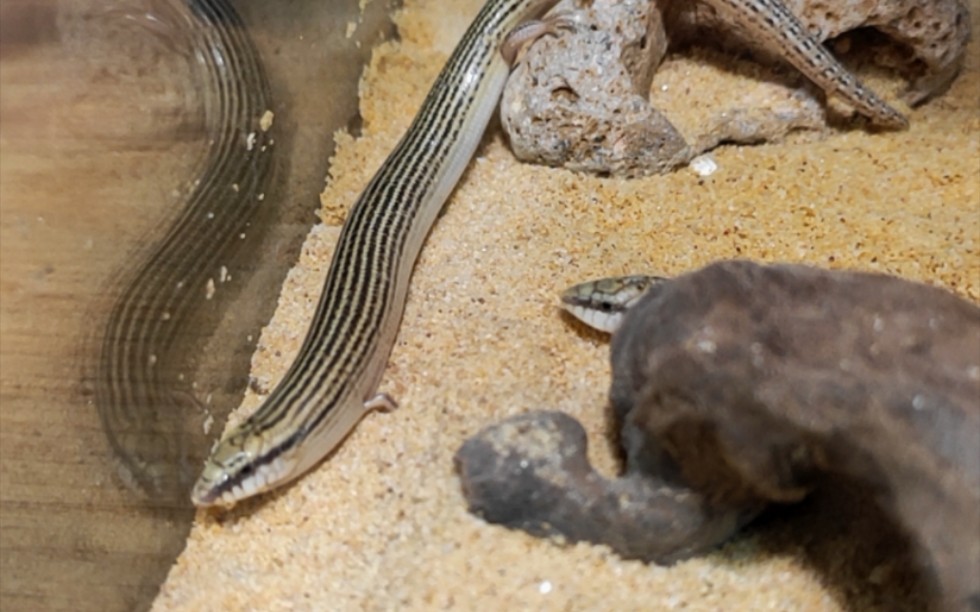 活动作品奥丁石龙子吔面包虫