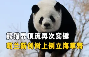 下载视频: 熊猫界顶流再次实锤！萌兰新创树上倒立海草舞，灵岩都自愧不如