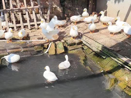 我的一群宠物鸭,也叫柯尔鸭