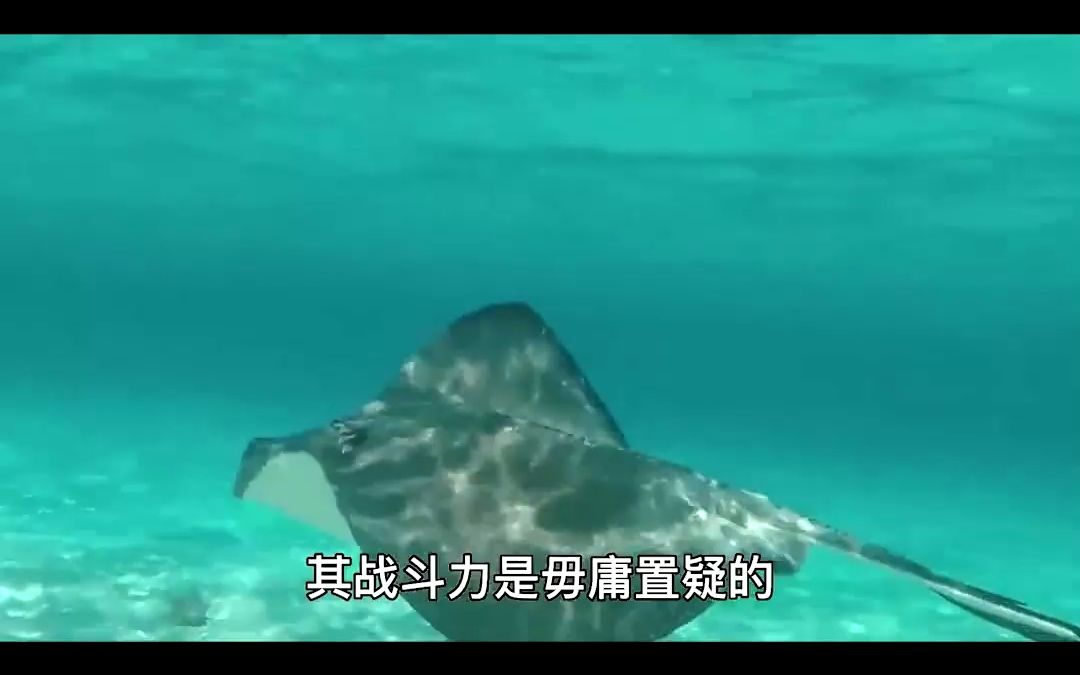 世界上最大的淡水鱼,重达600多斤,黄貂鱼究竟是何方神圣? #海洋生物哔哩哔哩bilibili