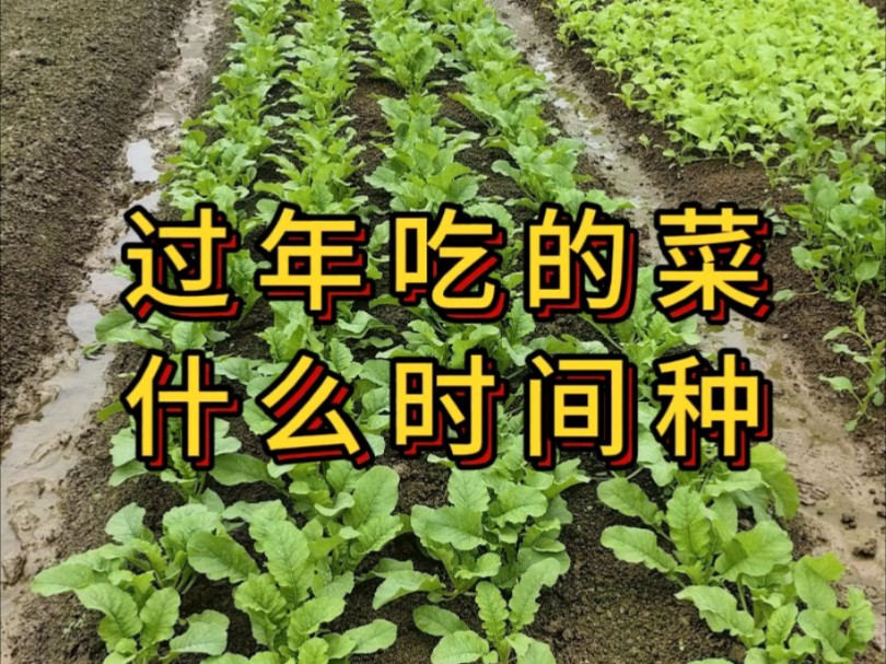 过年吃的大青菜什么时候种植哔哩哔哩bilibili