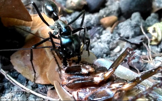 世界上最大的蚂蚁巨型图片