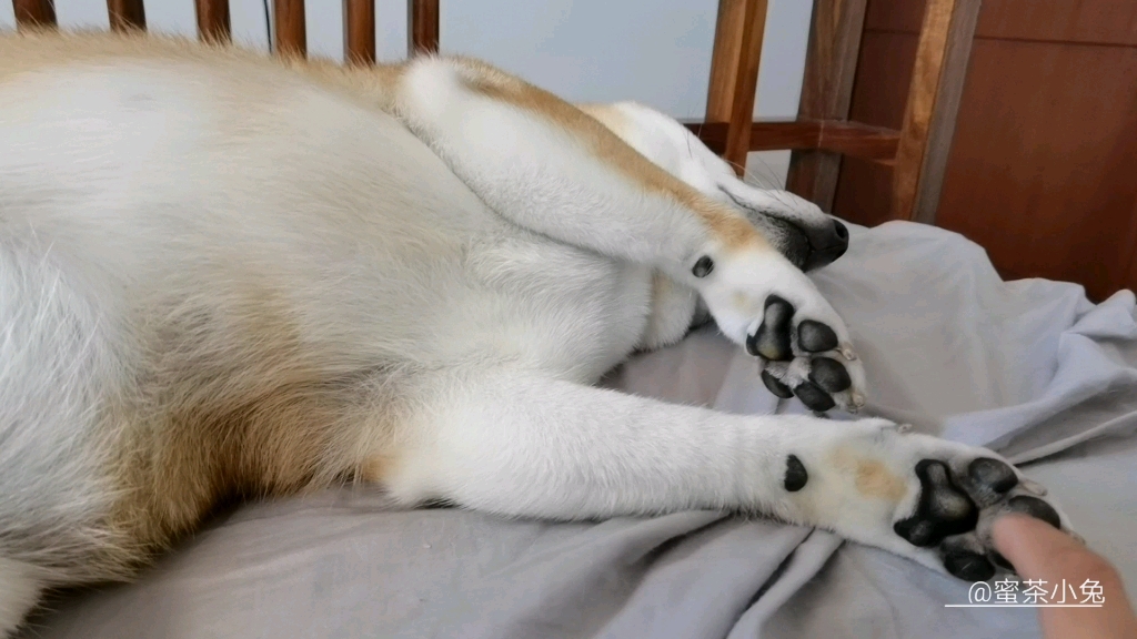 柴犬糖球  嘿嘿小糖球脚聊怕痒  太可爱啦