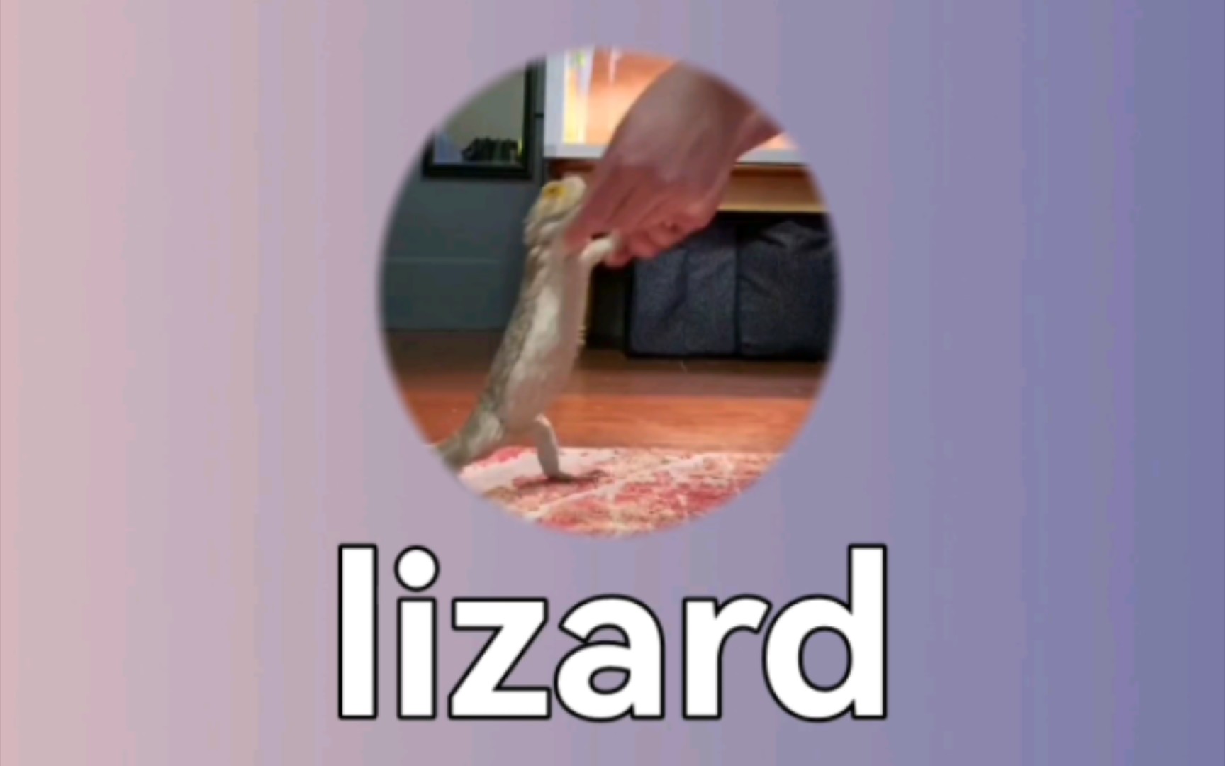 快乐记单词(考研+四六级): lizard 蜥蜴哔哩哔哩bilibili