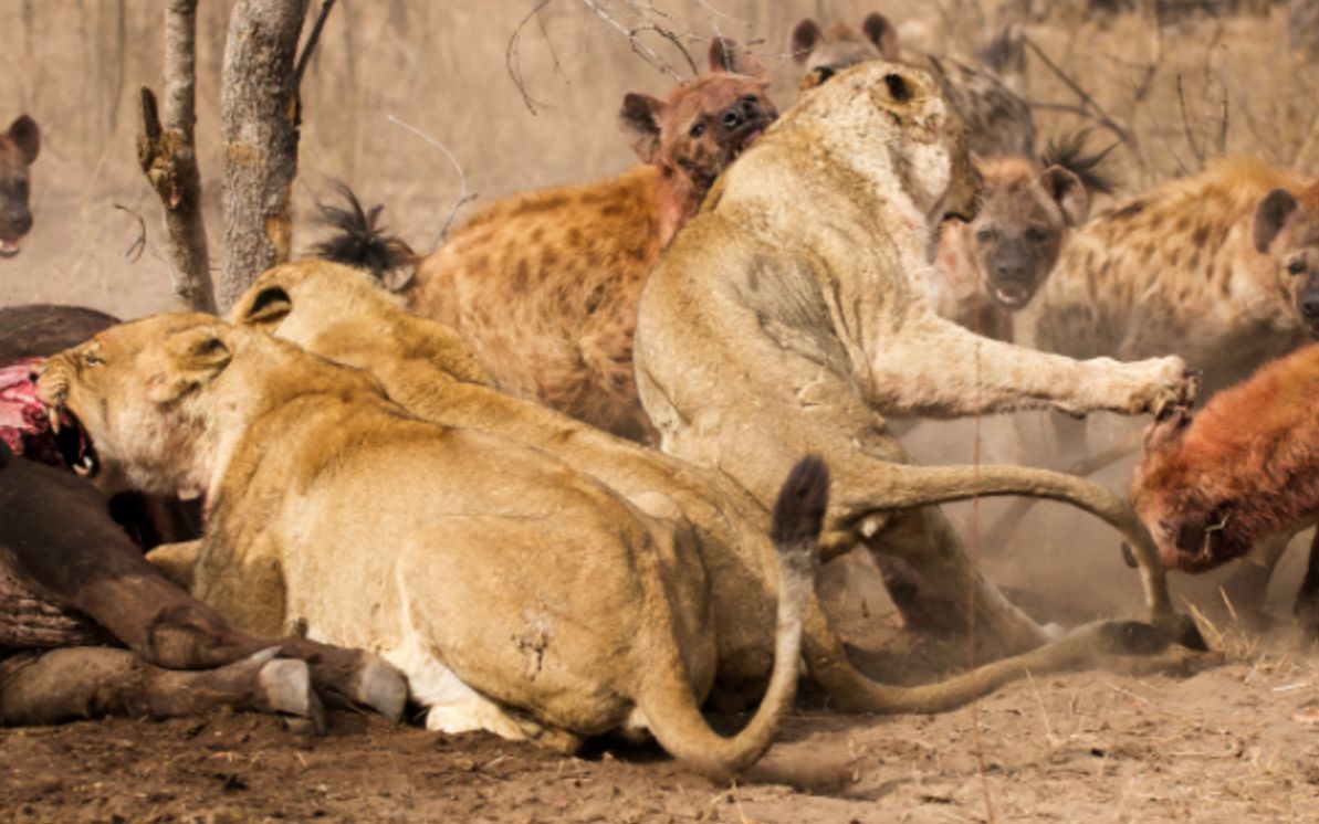 狮子的天敌斑鬣狗,喜欢成群活动,进食时连皮带骨吞下!