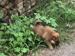 Скачать видео: 小狗每次出去上厕所都很讲究场地。