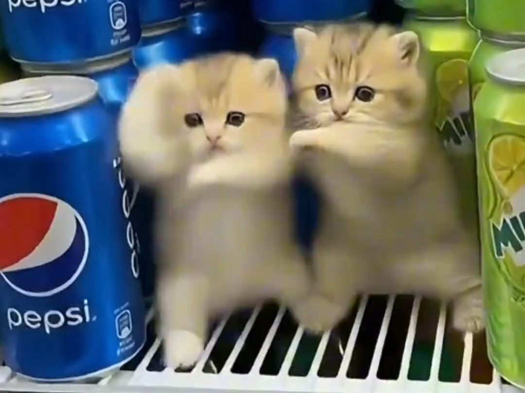 猫猫真的练了很久