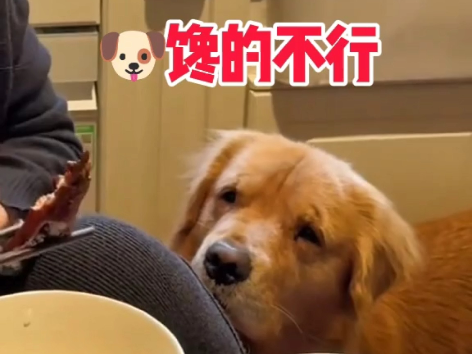 把狗狗馋的流口水🤤