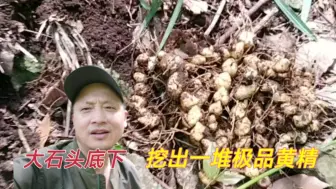 Descargar video: 深山大石底下，发现一片鸡头黄精，个个都是年份很足的大货