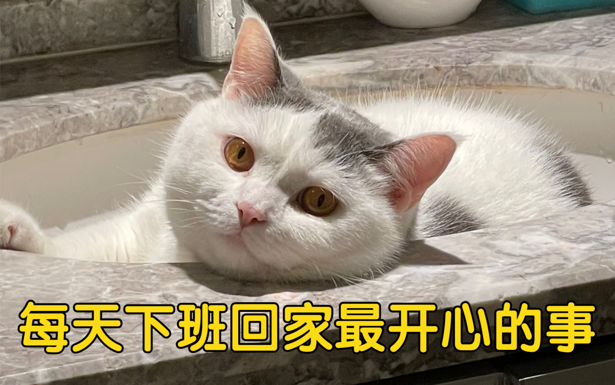 每天下班回家最开心的是看到猫儿子在等我