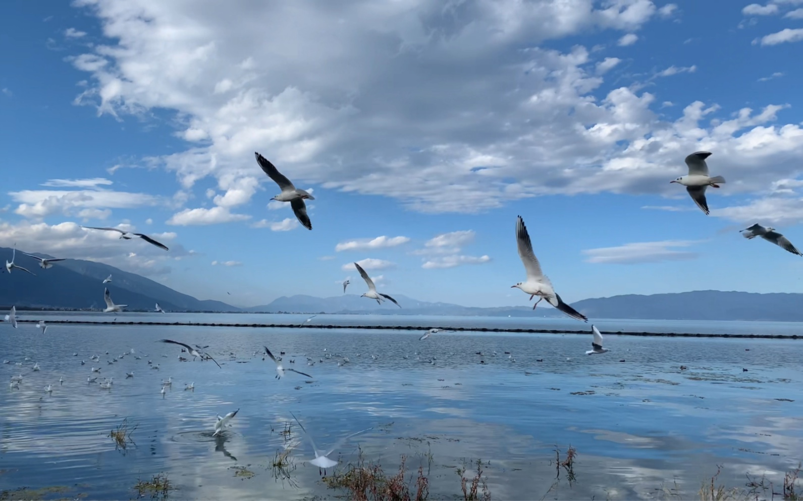 洱海生态廊道骑行日记06喂海鸥喽92