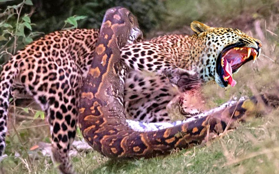 豹子与蟒蛇的战斗