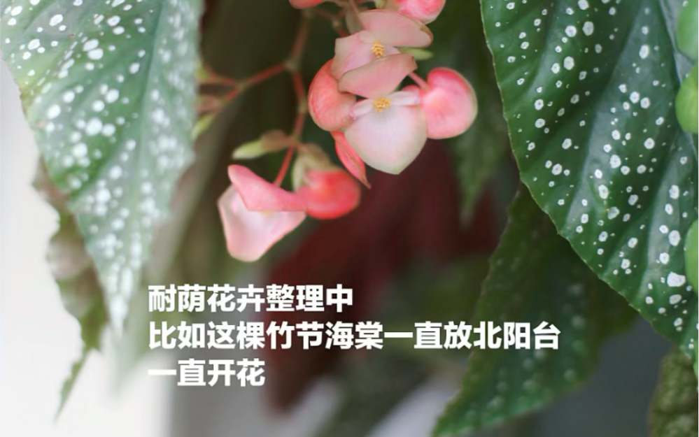 小时光|耐荫花卉整理中 比如这棵竹节海棠哔哩哔哩bilibili