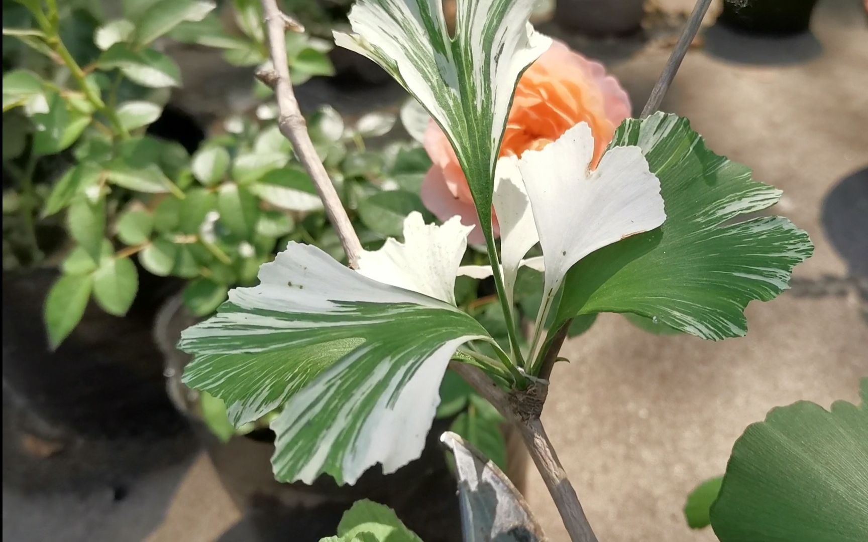 【beplants】发现一个银杏花叶的芽变,希望嫁接成活,那么我就可能靠一