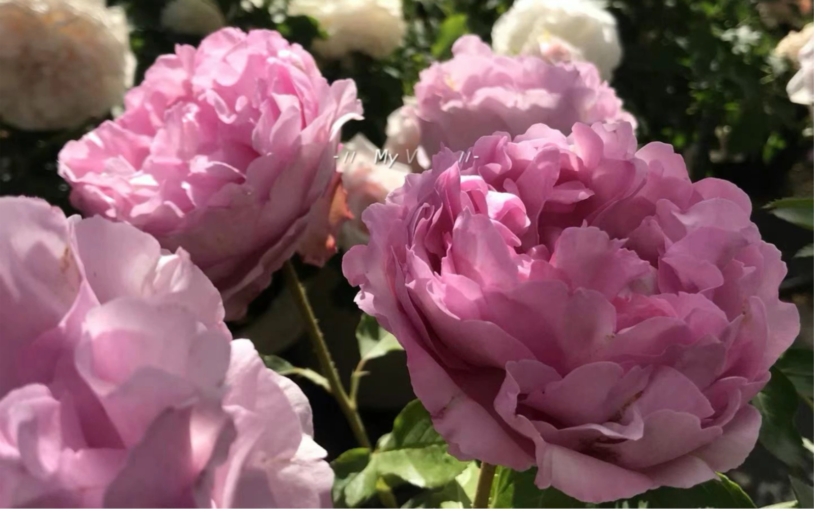 伊芙 草莓树 蓝粉色厚瓣