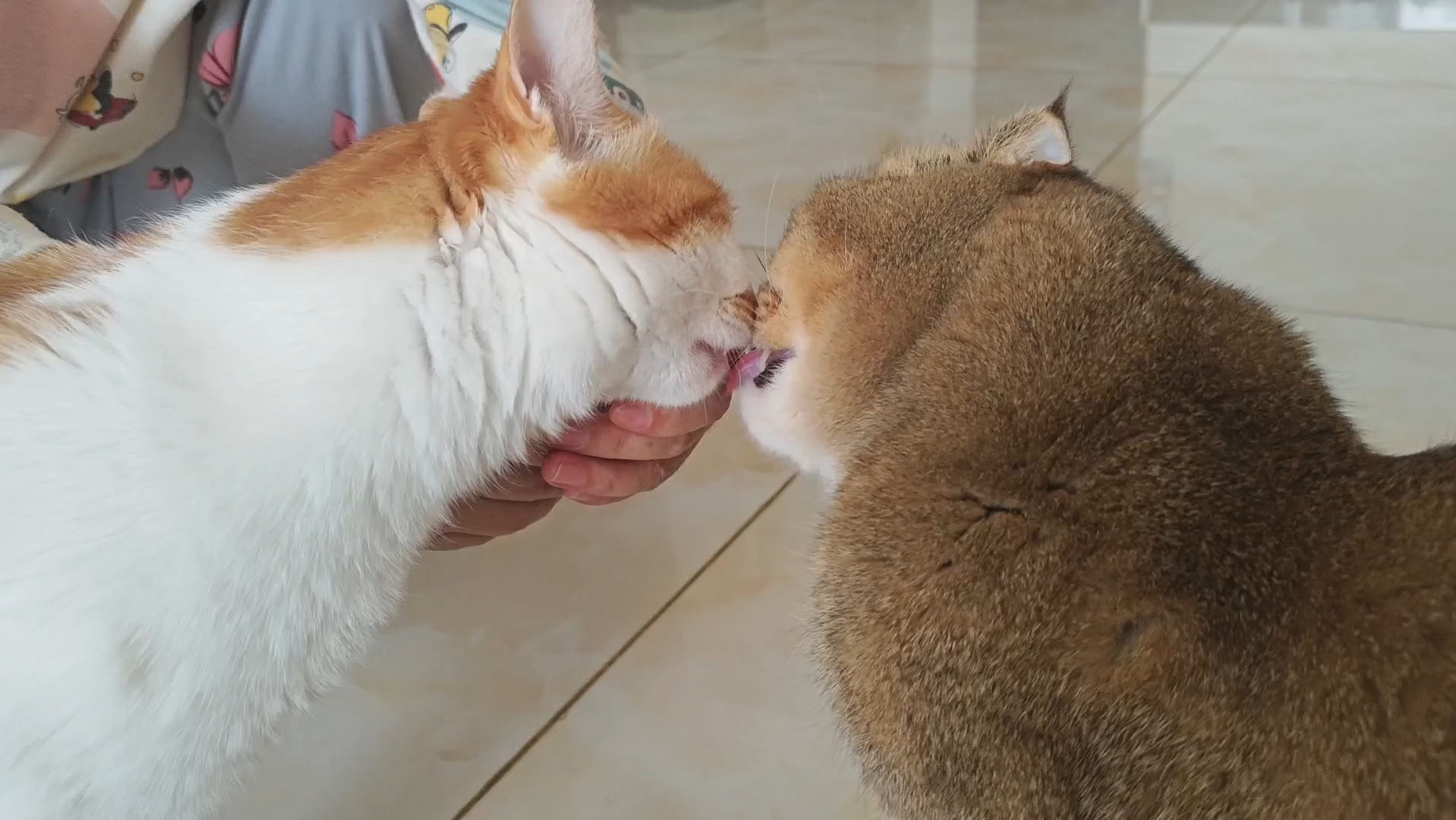 你俩吃猫条太辣眼了