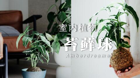 7 Amber花园 第一辑 苔玉kokedama 和室内植物一起玩耍 来制作属于你的创意且超级治愈的礼物 哔哩哔哩