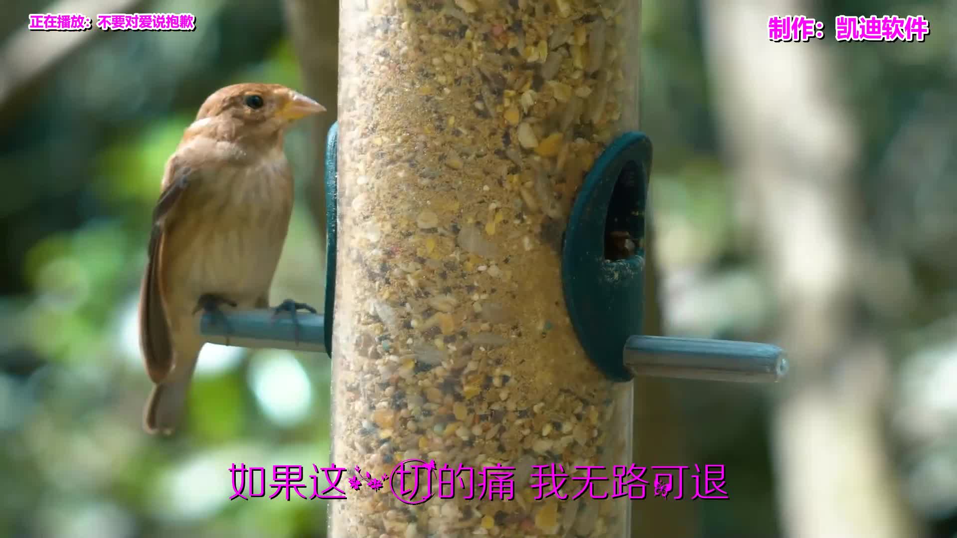 [图]《不要对爱说抱歉》欣赏，制作照片mv软件